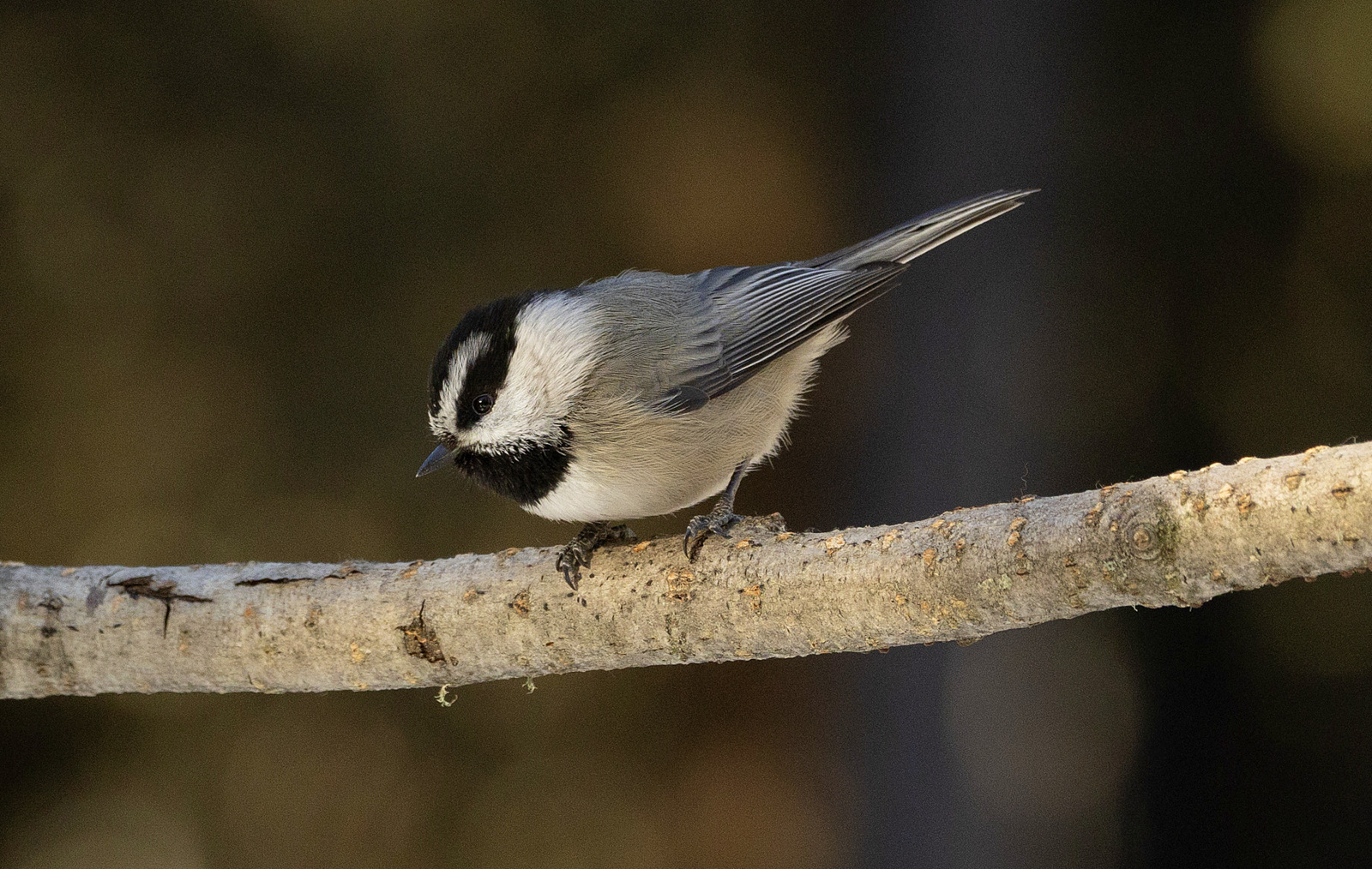 Mountain Chickadee