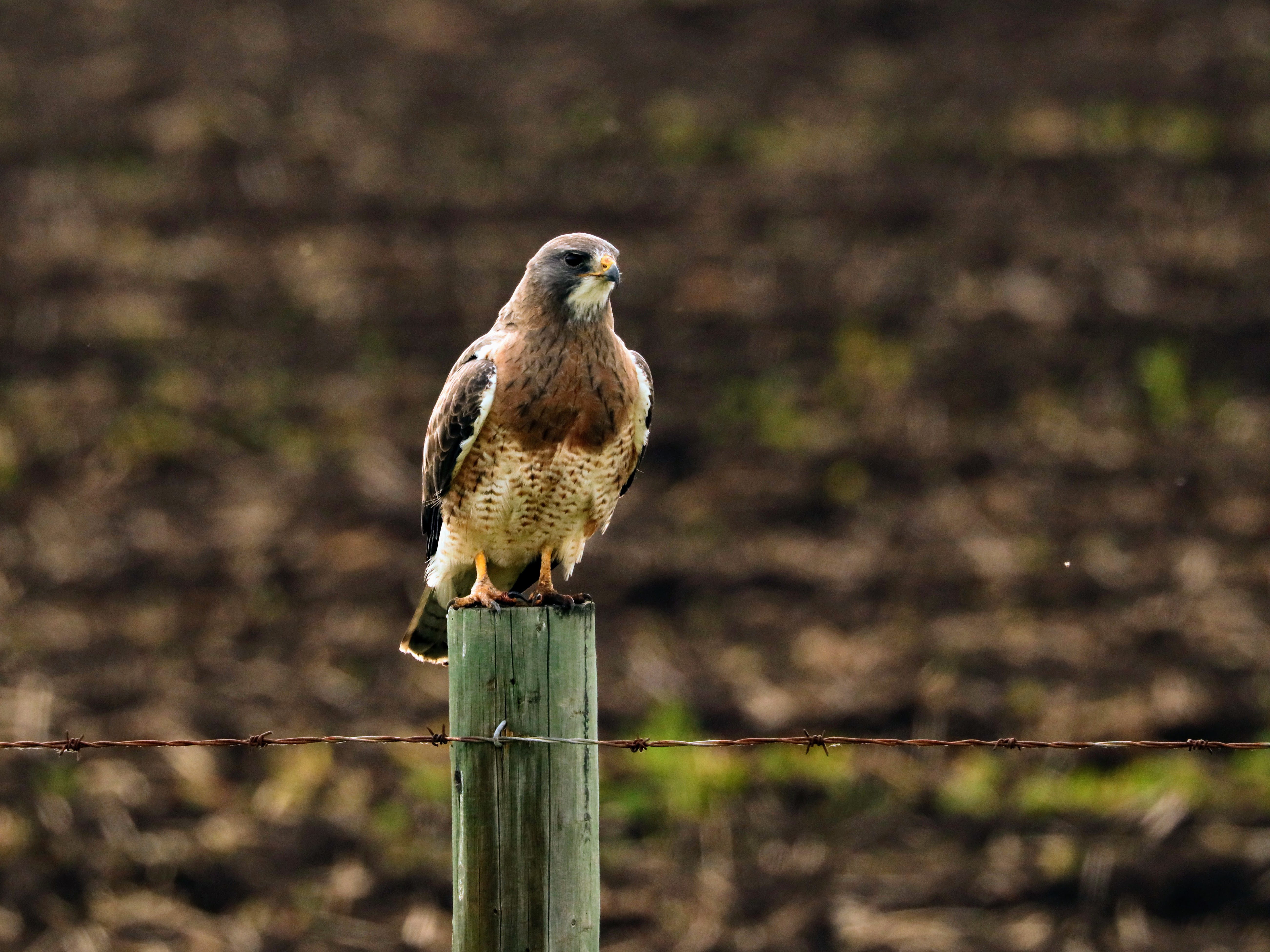 Red-shouldered Hawk