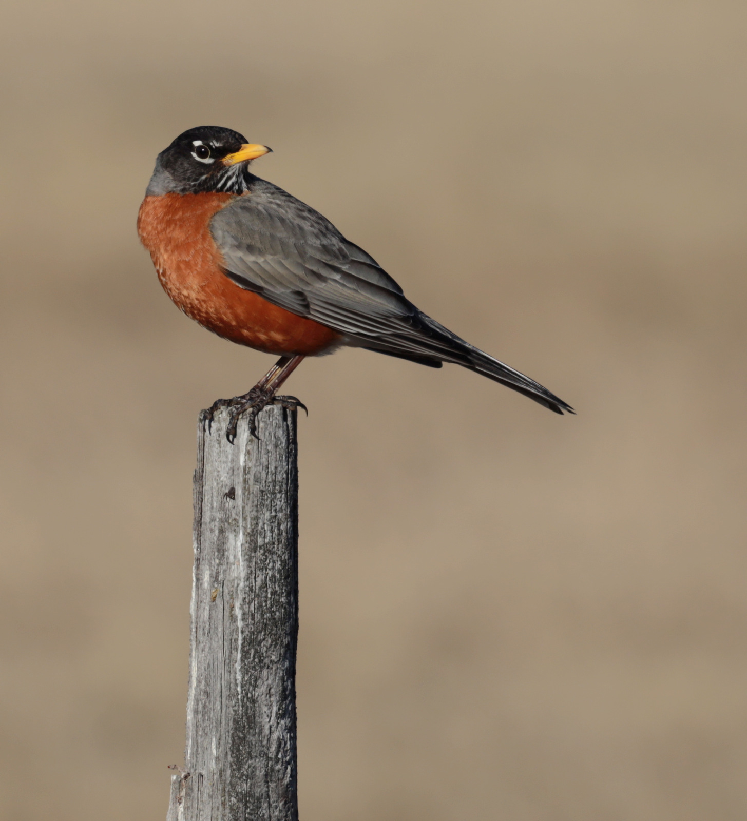 American Robin